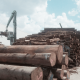 Timber Logging